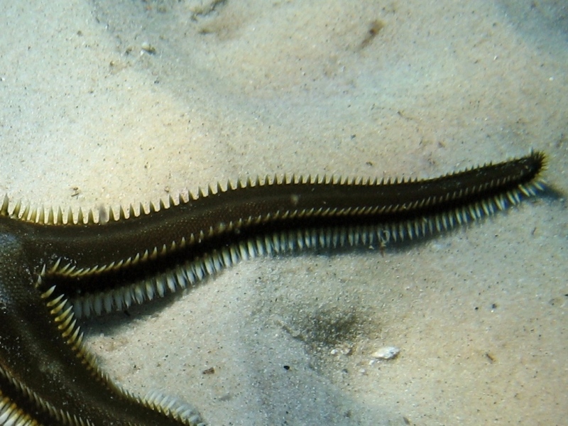 Astropecten platyacanthus (Philippi, 1837)